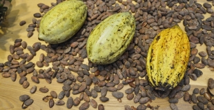 Le cours du cacao très incertain