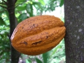 Les origines du cacao