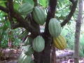 La production du cacaoyer